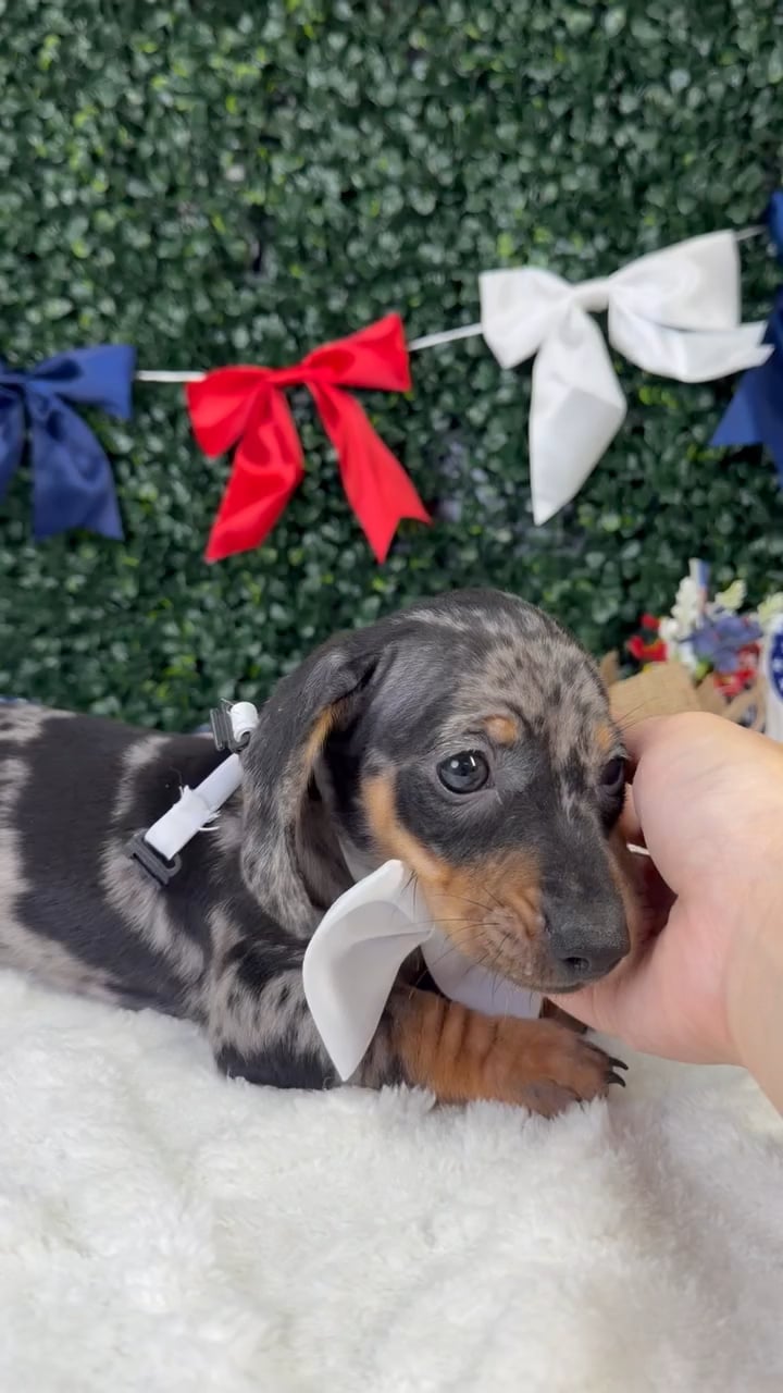Male Dachshund puppy named Theo for sale at Puppy Dreams - Garland. video thumbnail