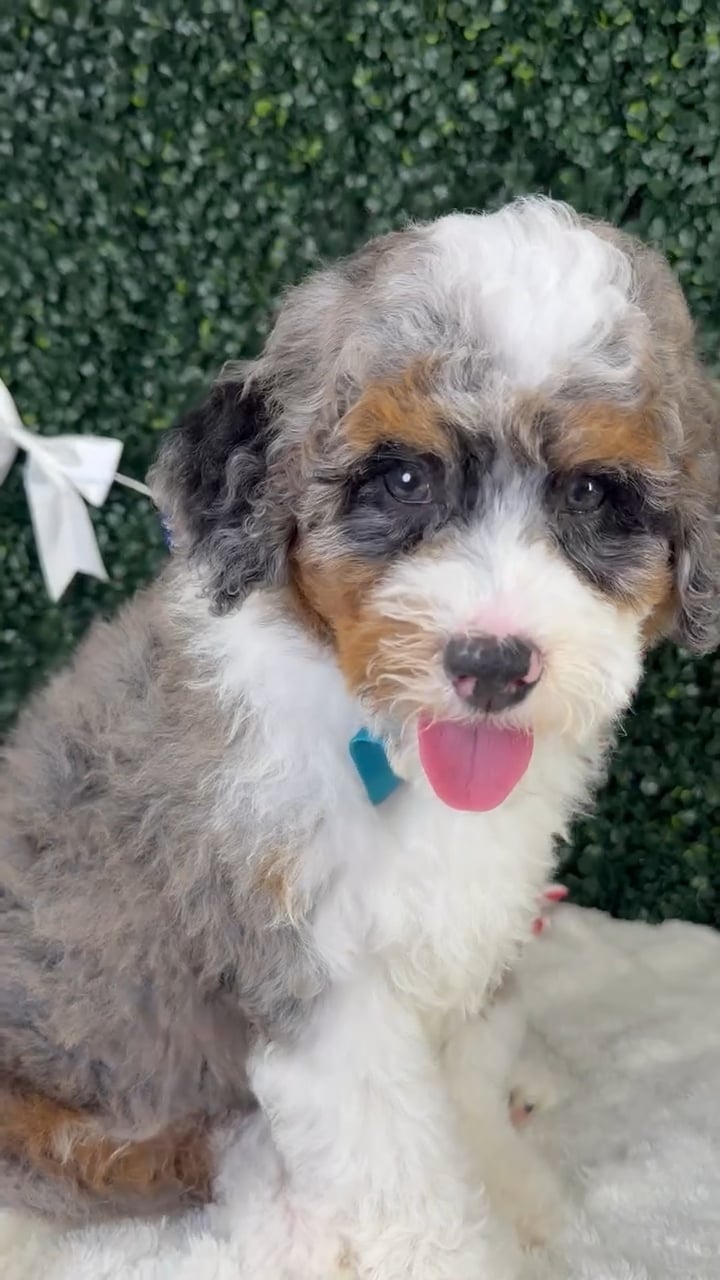 Male Bernedoodle puppy named Benji for sale at Puppy Dreams - Garland. video thumbnail