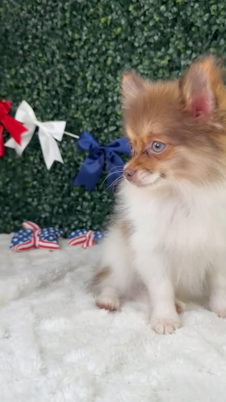 Female Pomeranian puppy named Lizzy for sale at Puppy Dreams - Garland. video thumbnail