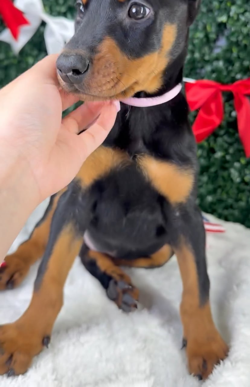 Female Doberman Pinscher puppy named Violet for sale at Puppy Dreams - Garland. video thumbnail