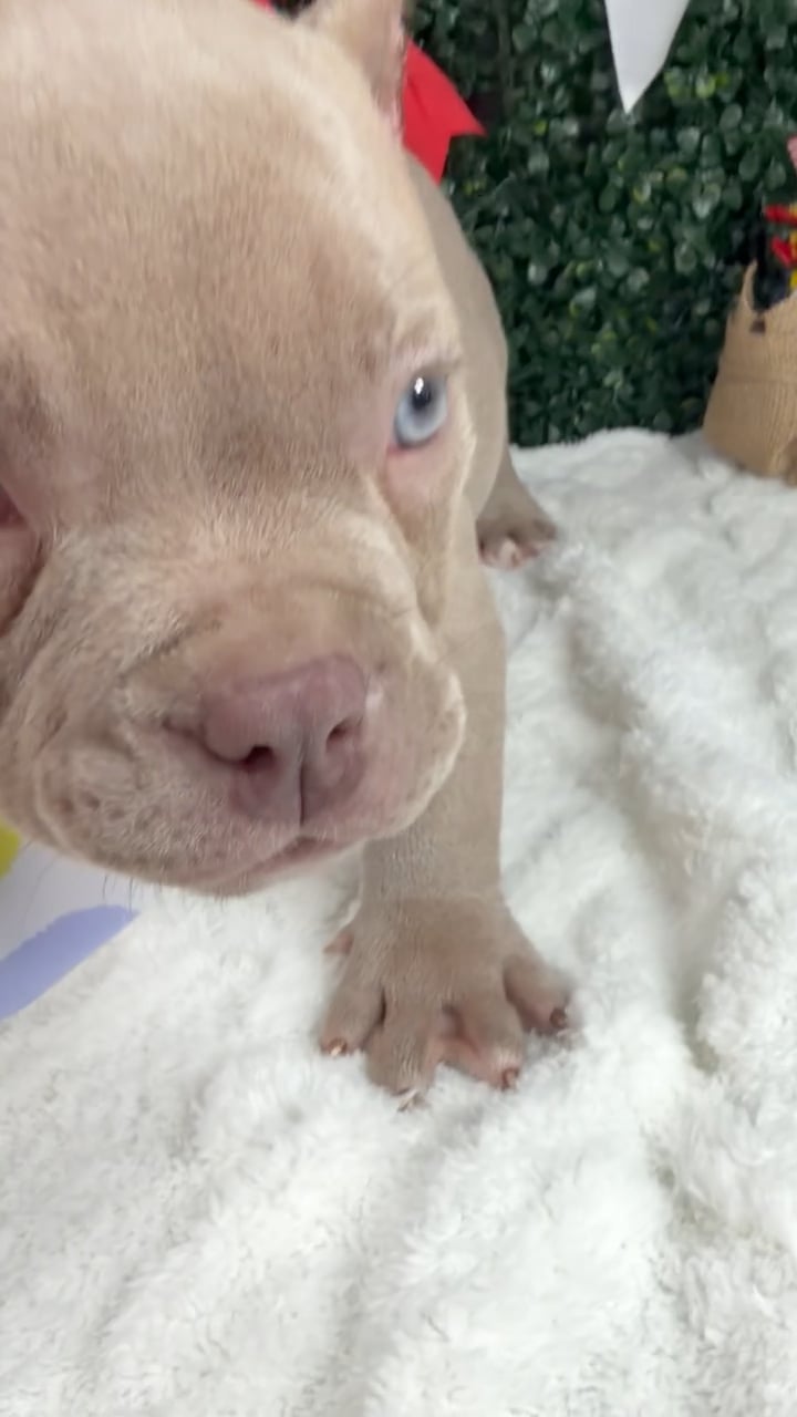 Female American Bully puppy named Rubi for sale at Puppy Dreams - Garland. video thumbnail
