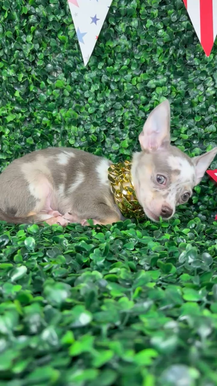 Male Chihuahua puppy named Polo for sale at Puppy Dreams - North Richland Hills. video thumbnail