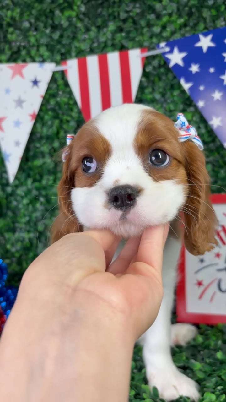 Female Cavalier King Charles Spaniel puppy named Emma for sale at Puppy Dreams - North Richland Hills. video thumbnail