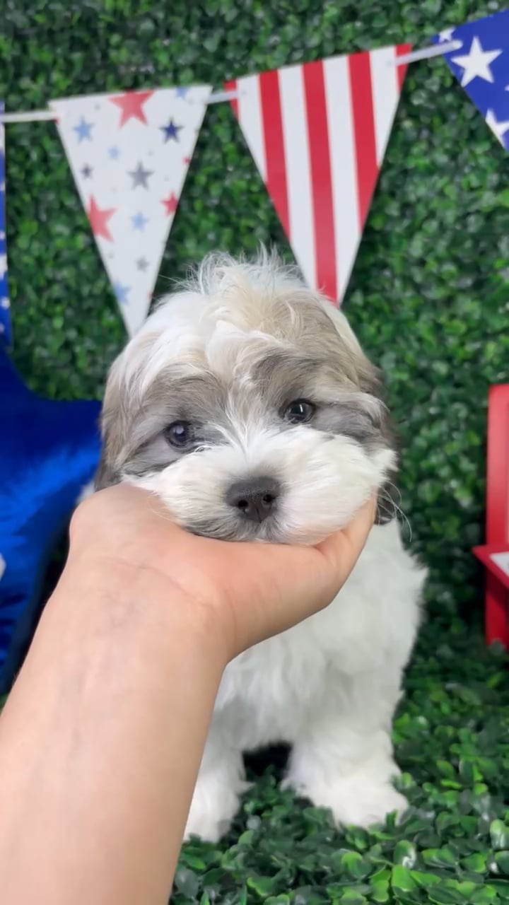 Male Teddy Bear puppy for sale at Puppy Dreams - North Richland Hills. video thumbnail