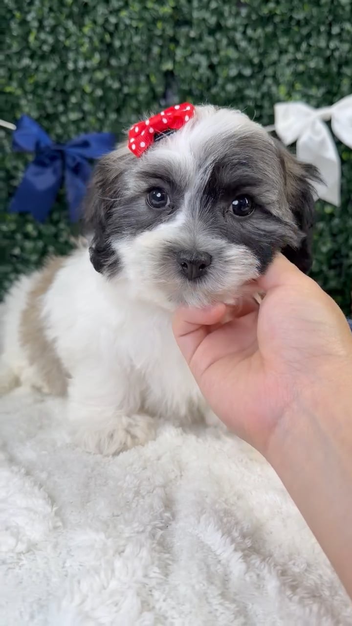 Female Teddy Bear puppy named Poppy for sale at Puppy Dreams - Garland. video thumbnail
