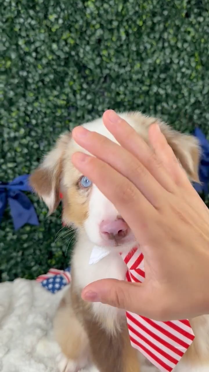 Male Mini Aussie puppy named Ranger for sale at Puppy Dreams - Garland. video thumbnail