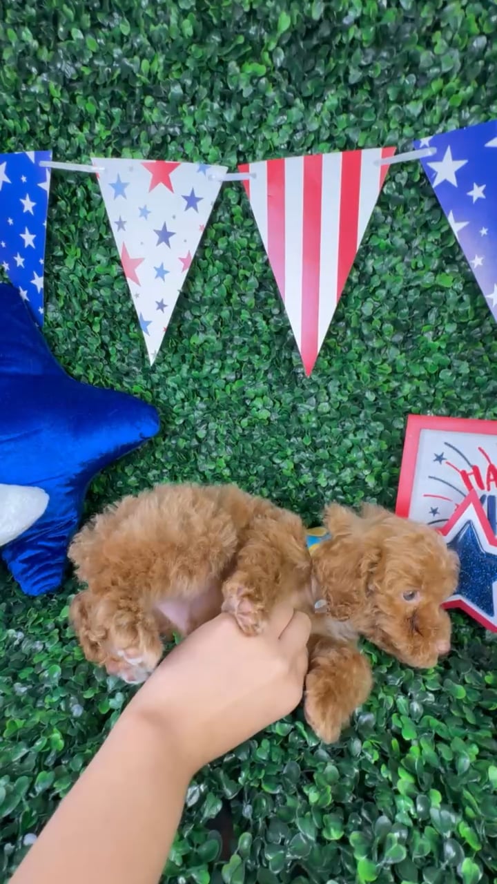 Male Mini Poodle puppy named Jasper for sale at Puppy Dreams - North Richland Hills. video thumbnail