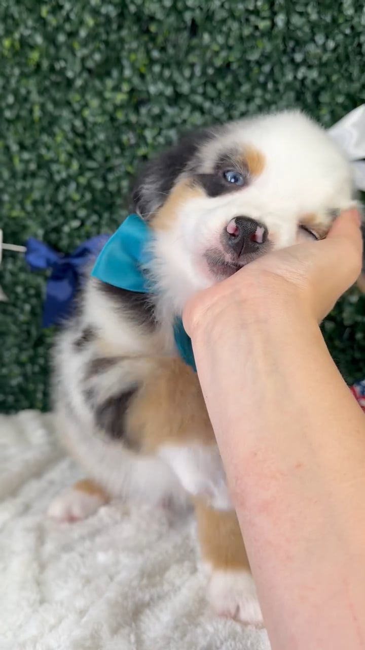 Male Mini Aussie puppy named Maverick for sale at Puppy Dreams - Garland. video thumbnail