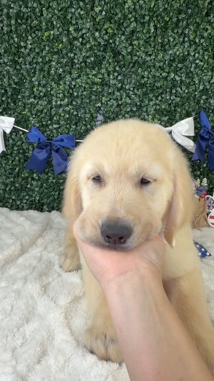 Male Golden Retriever puppy named Arlo for sale at Puppy Dreams - Garland. video thumbnail