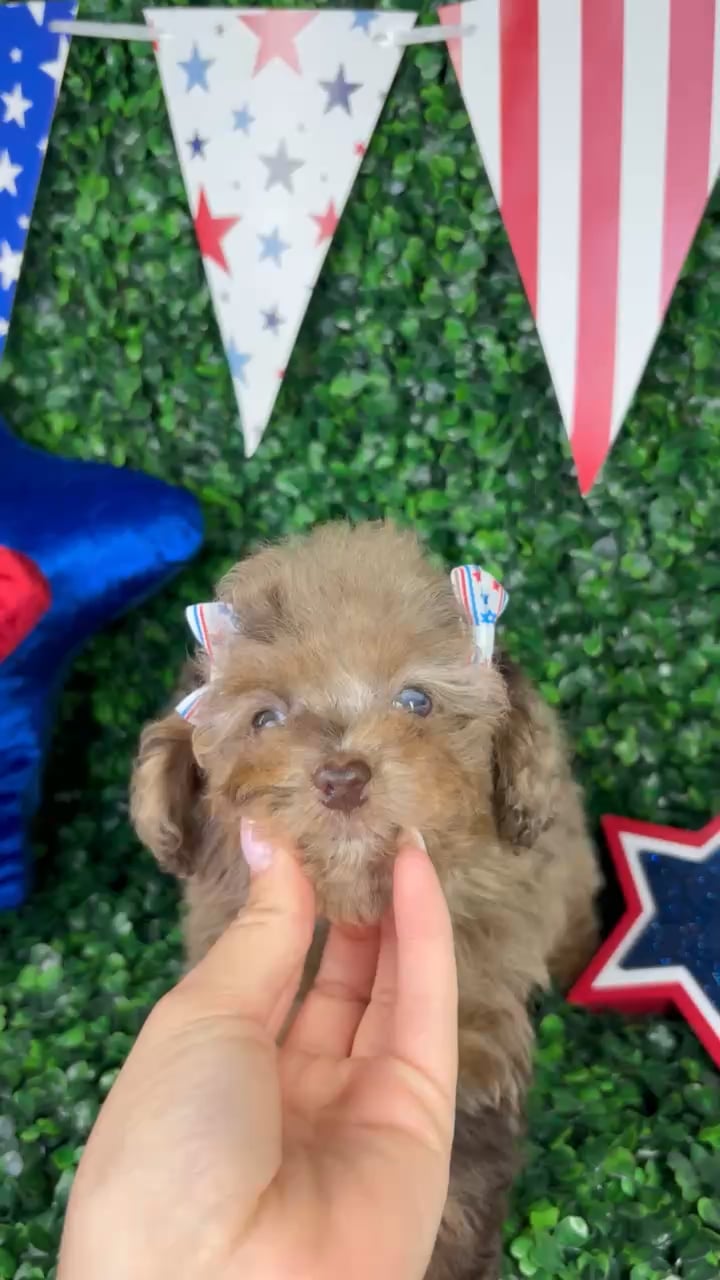 Female Mini Poodle puppy named Eva for sale at Puppy Dreams - North Richland Hills. video thumbnail