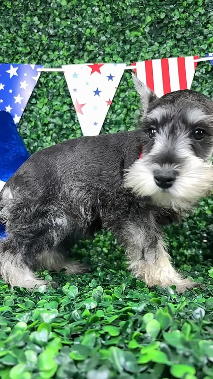 Female Mini Schnauzer puppy named Nova for sale at Puppy Dreams - North Richland Hills. video thumbnail