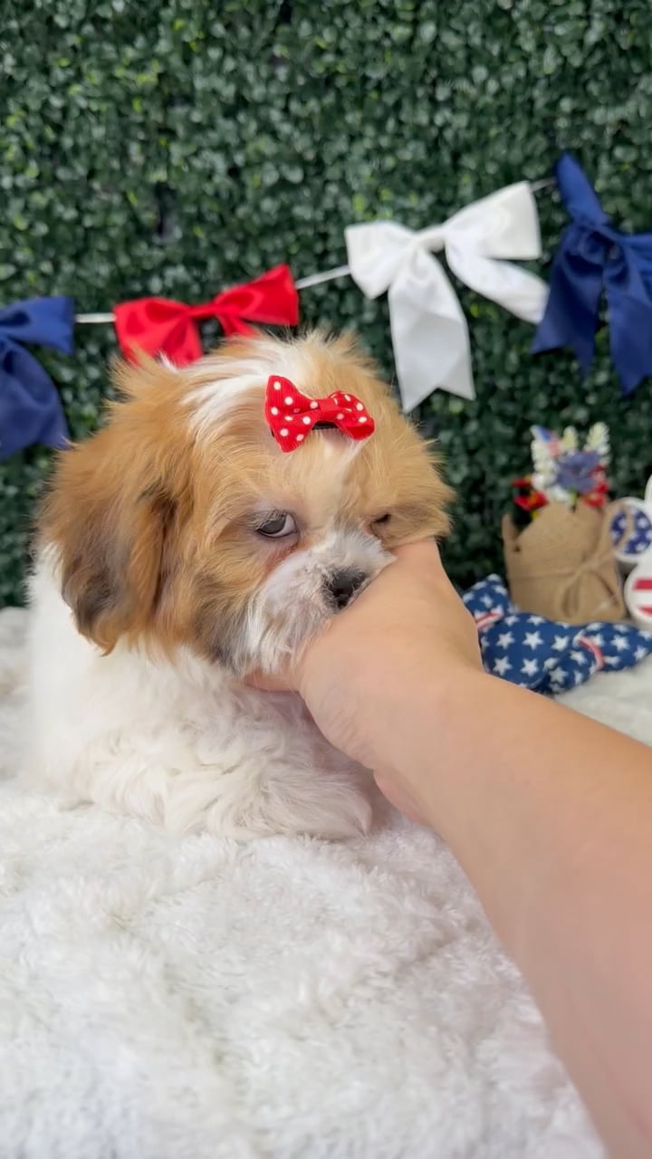 Female Shih Tzu puppy named Ivy for sale at Puppy Dreams - Garland. video thumbnail