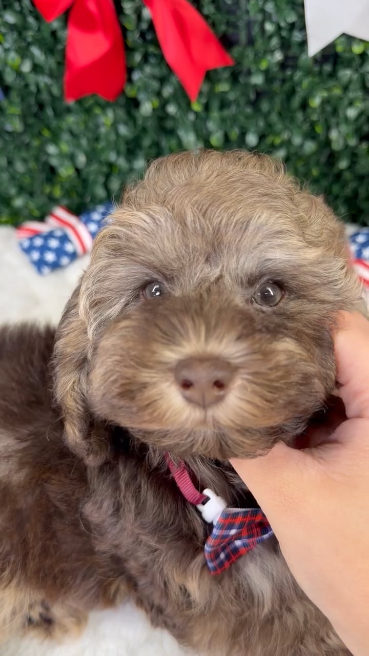 Male Cockapoo puppy named Murphy for sale at Puppy Dreams - Garland. video thumbnail