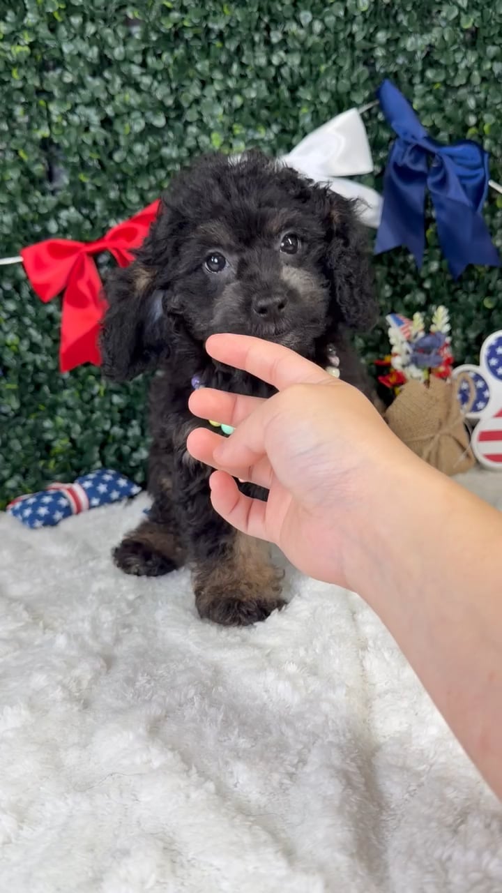 Female Cockapoo puppy named Mabel for sale at Puppy Dreams - Garland. video thumbnail