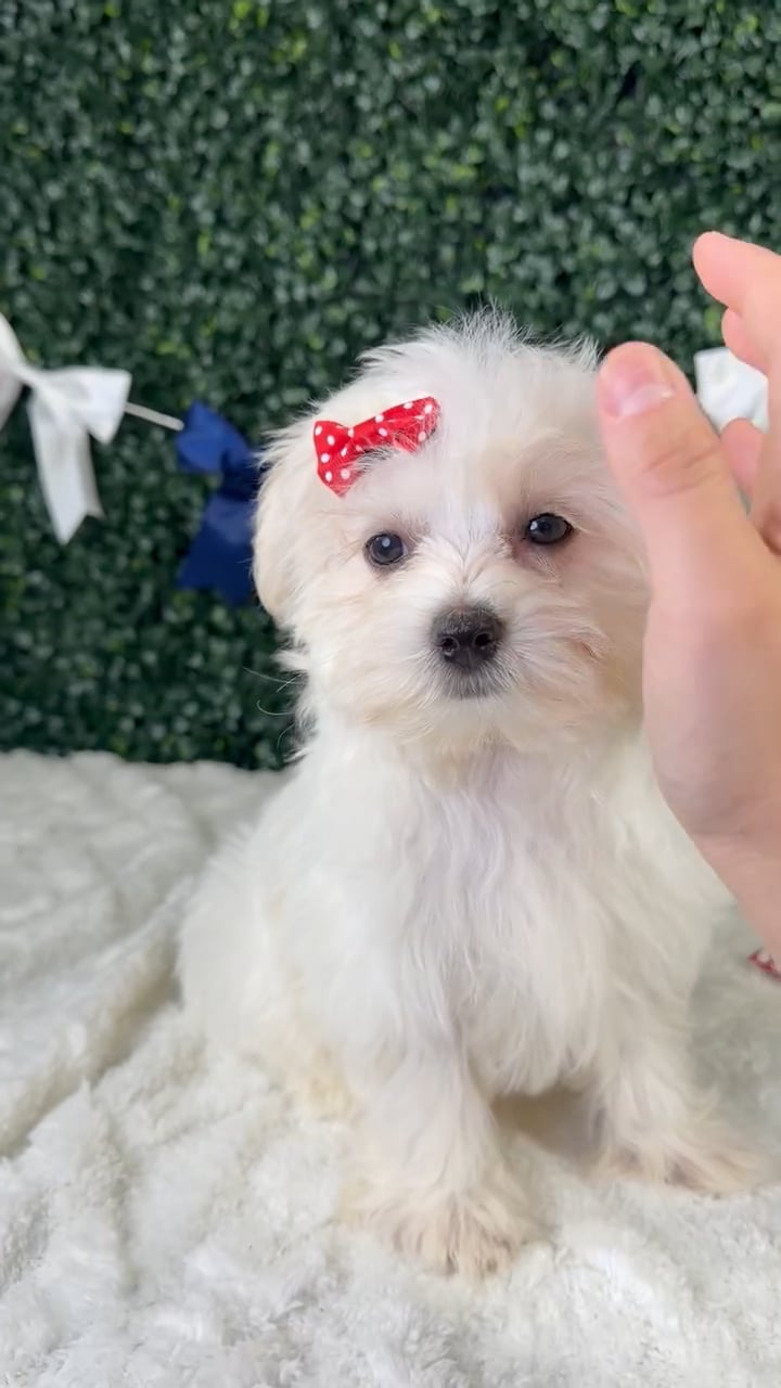 Female Maltese puppy named Blossom for sale at Puppy Dreams - Garland. video thumbnail