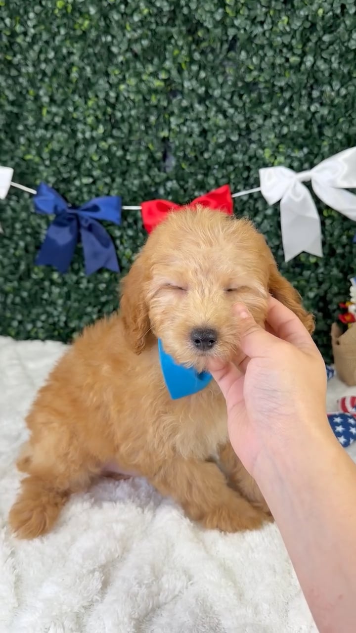 Male Mini Poodle puppy named Baxter for sale at Puppy Dreams - Garland. video thumbnail
