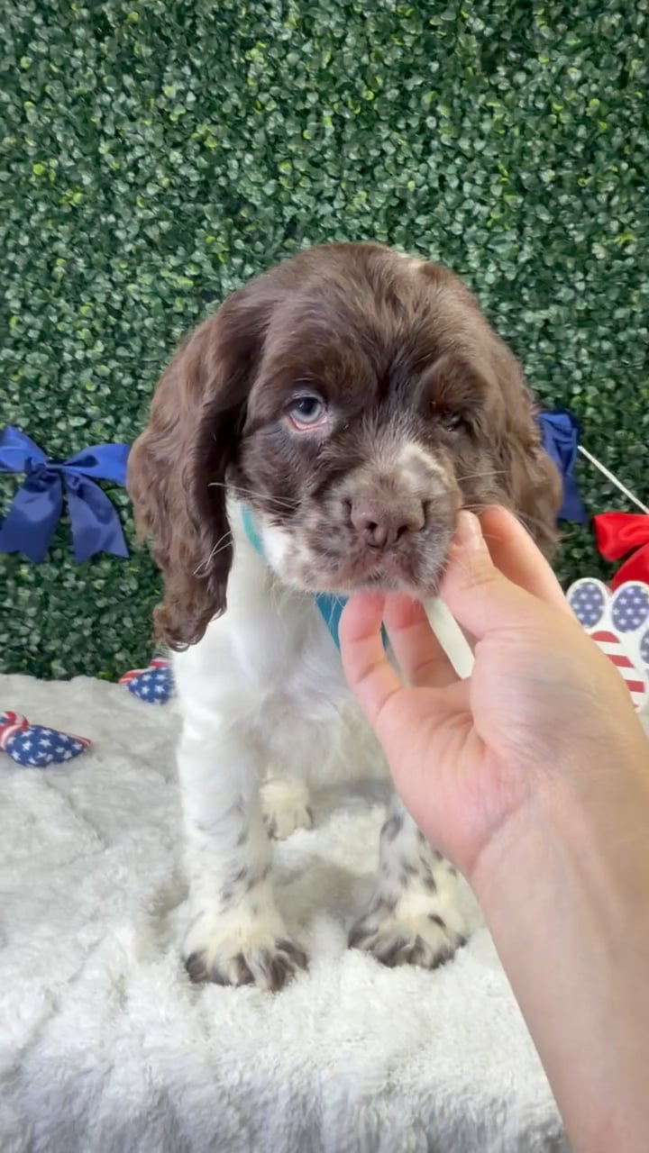 Male Cocker Spaniel puppy named Saint for sale at Puppy Dreams - Garland. video thumbnail