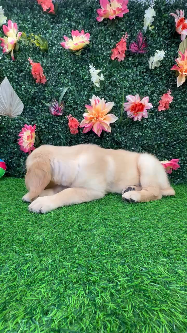 Female Golden Retriever puppy named Celeste for sale at Puppy Dreams - Wichita West. video thumbnail