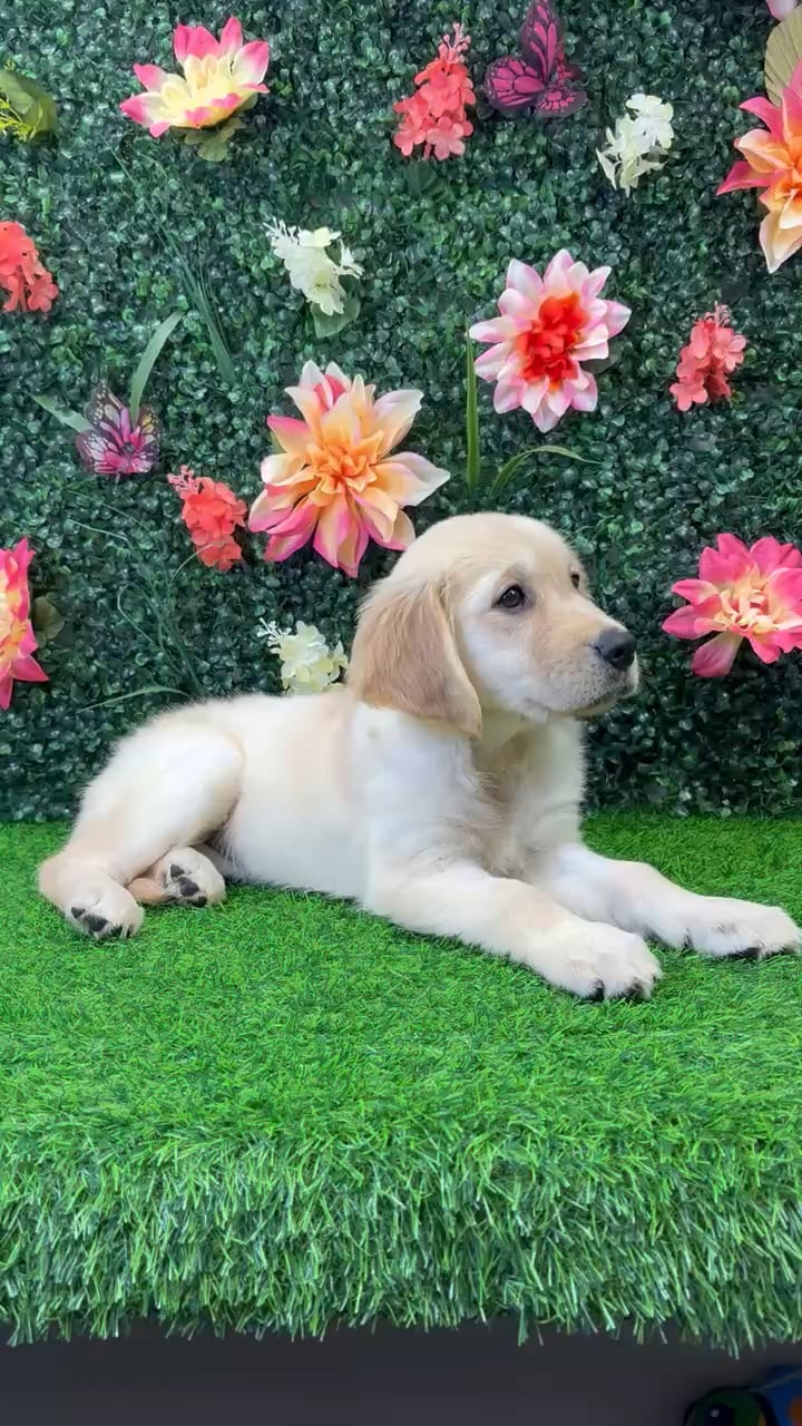 Female Golden Retriever puppy named Misty for sale at Puppy Dreams - Wichita West. video thumbnail