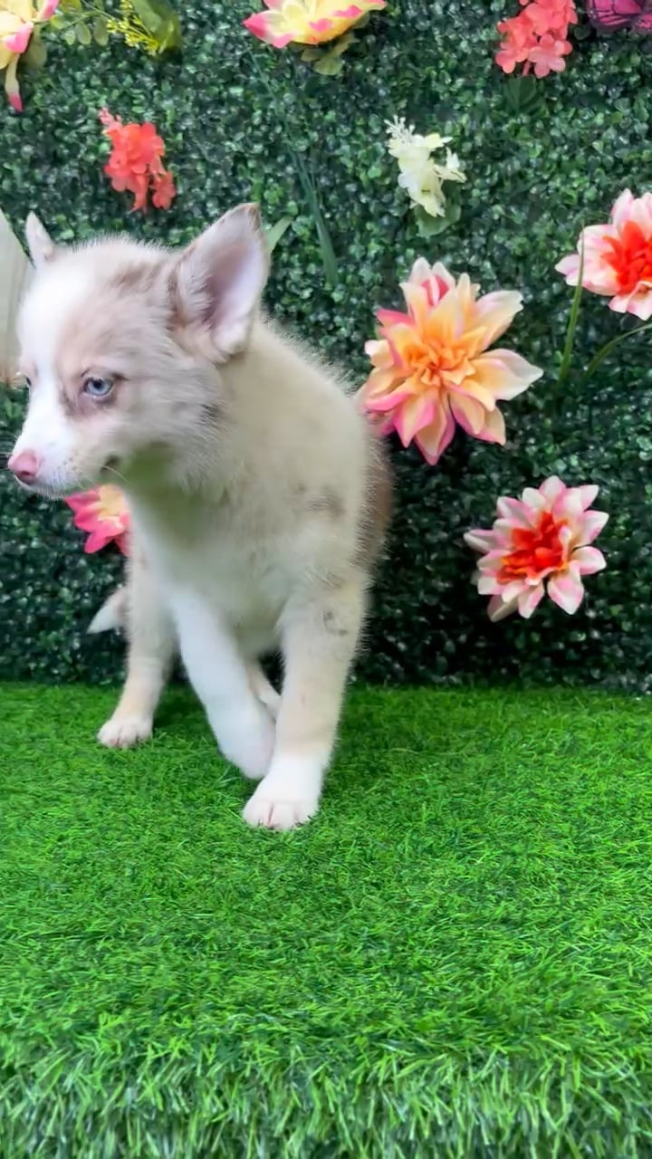 Female Pomsky puppy named Aspen for sale at Puppy Dreams - Wichita West. video thumbnail