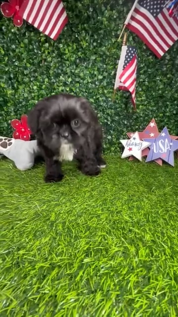 Female Shih Tzu puppy named *Chocolate Chip* for sale at Puppy Dreams - Mansfield. video thumbnail