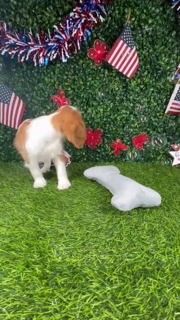 Female Cavalier King Charles Spaniel puppy named *Shortcake* for sale at Puppy Dreams - Mansfield. video thumbnail