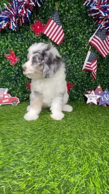 Female Bernedoodle puppy named *Muffin* for sale at Puppy Dreams - Mansfield. video thumbnail
