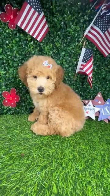Female Mini Goldendoodle puppy named *Cheesecake* for sale at Puppy Dreams - Mansfield. video thumbnail