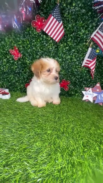 Male Havapoo puppy named *Oatmeal* for sale at Puppy Dreams - Mansfield. video thumbnail