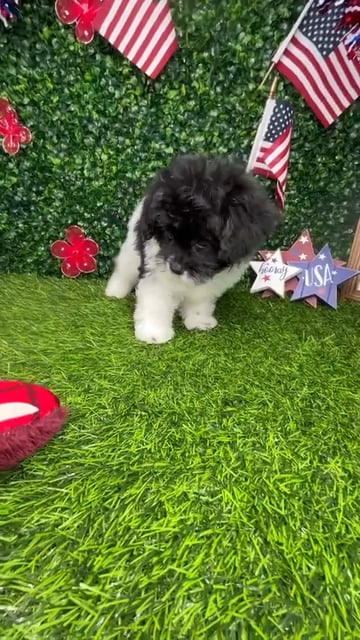Female Pom-A-Poo puppy named *Cookies N Creme* for sale at Puppy Dreams - Mansfield. video thumbnail