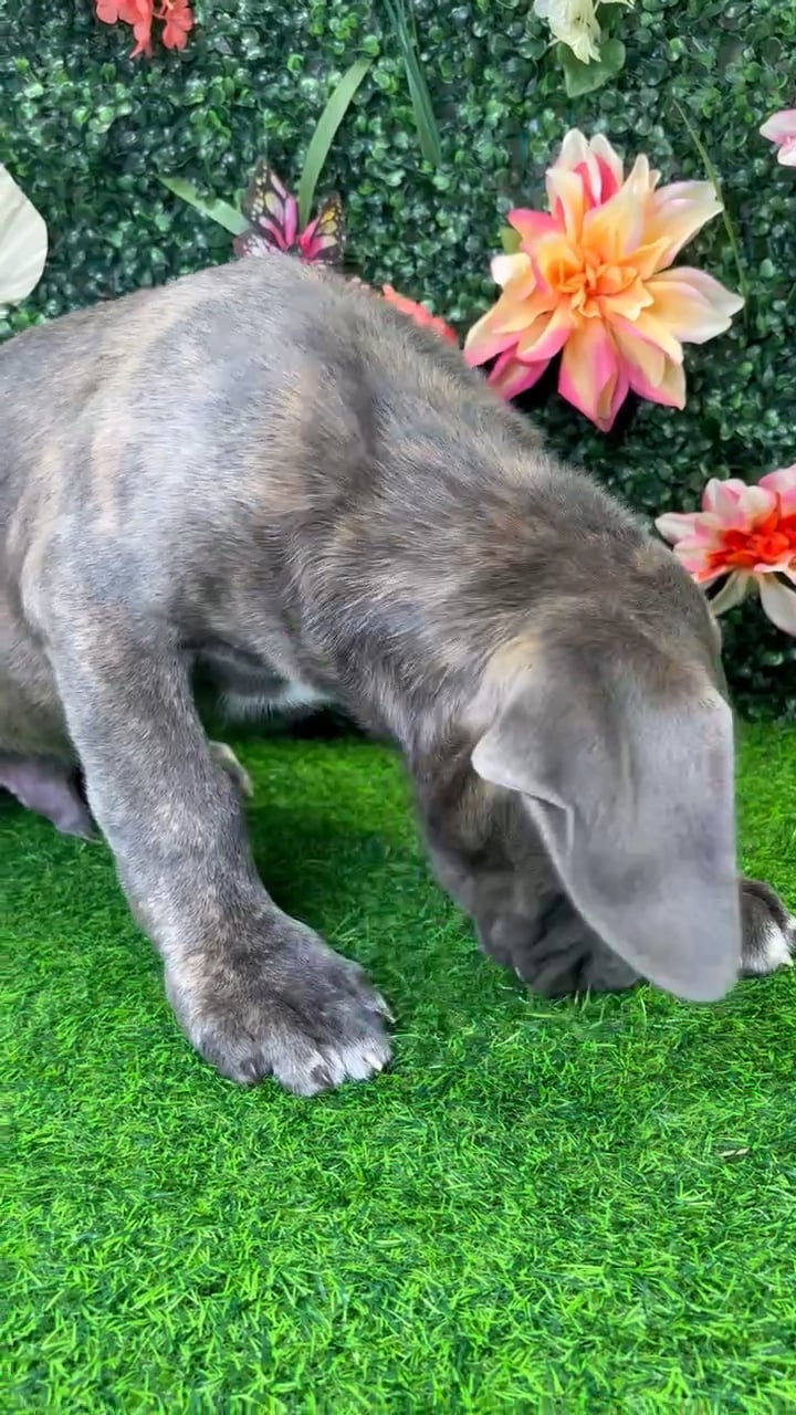 Male Cane Corso puppy named Beast for sale at Puppy Dreams - Wichita West. video thumbnail