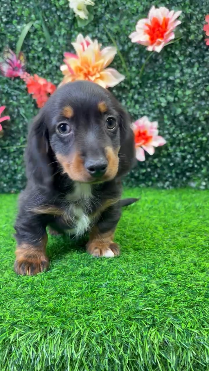 Male Dachshund puppy named Oscar for sale at Puppy Dreams - Wichita West. video thumbnail