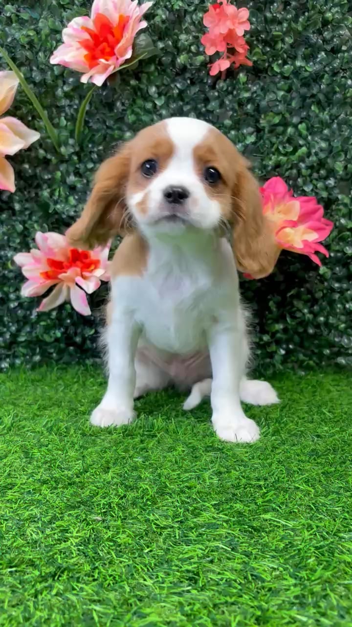 Male Cavalier King Charles Spaniel puppy named Ricky for sale at Puppy Dreams - Wichita West. video thumbnail