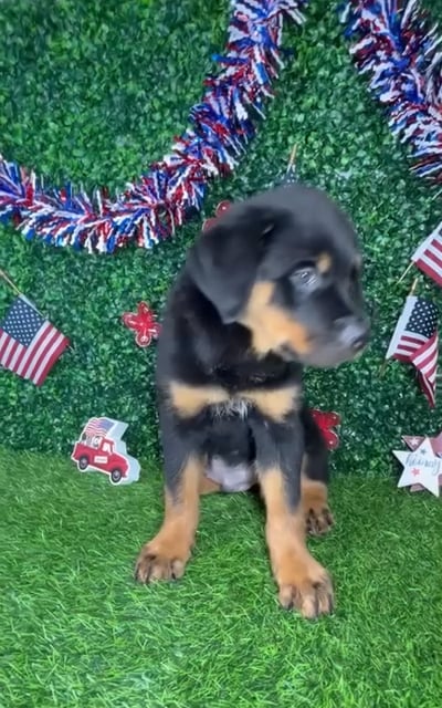 Male Rottweiler puppy named *Snickers* for sale at Puppy Dreams - Mansfield. video thumbnail