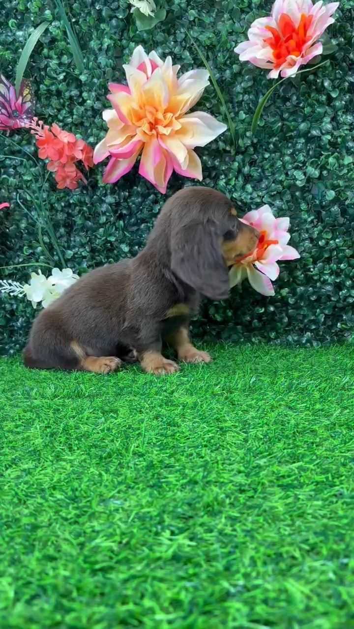 Male Dachshund puppy named Espresso for sale at Puppy Dreams - Wichita West. video thumbnail