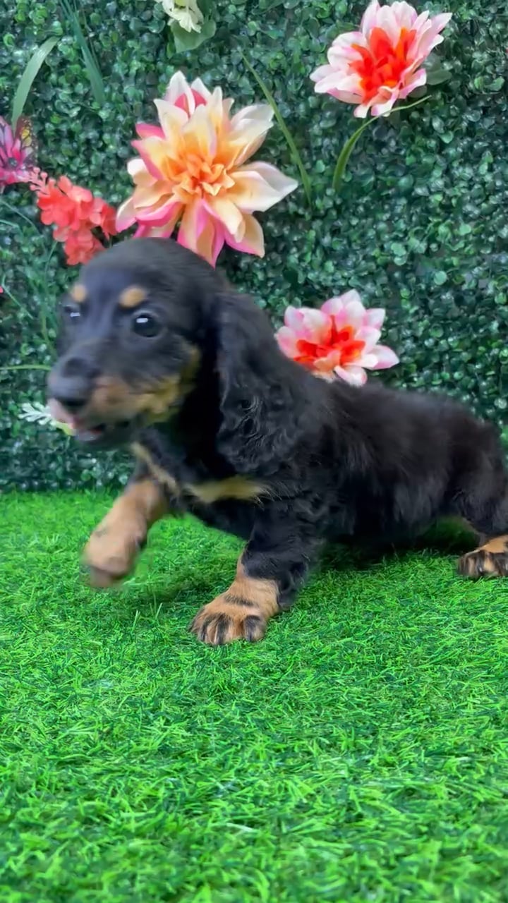 Female Dachshund puppy named Tini for sale at Puppy Dreams - Wichita West. video thumbnail