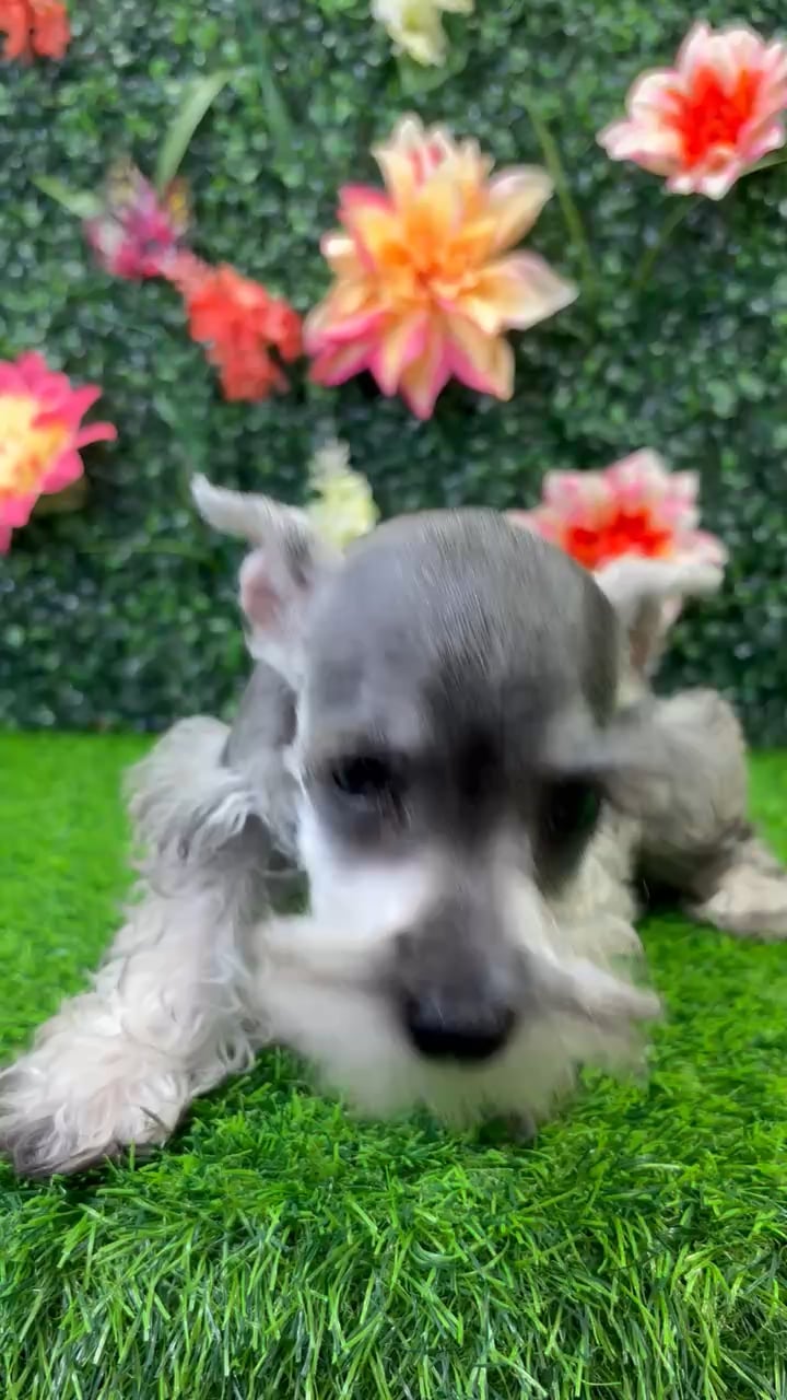 Female Mini Schnauzer puppy named Carly for sale at Puppy Dreams - Wichita West. video thumbnail