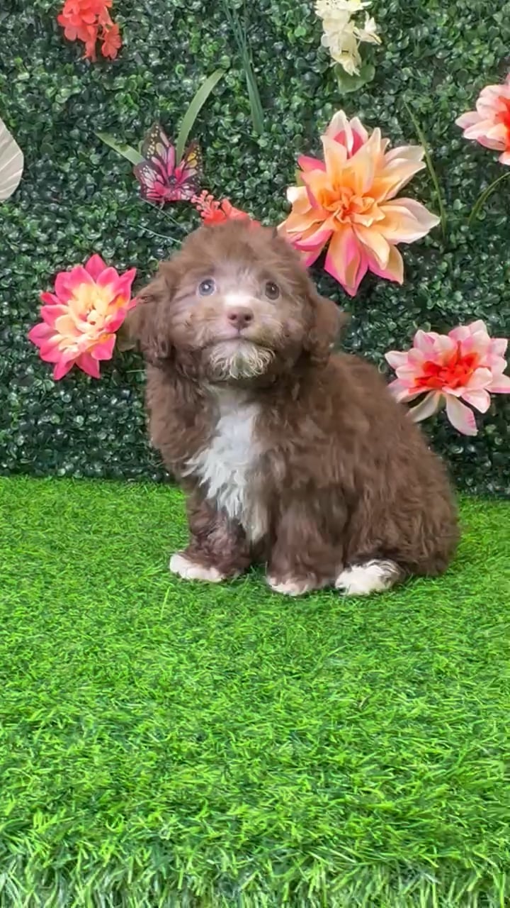 Female Mini Poodle puppy named Hershey for sale at Puppy Dreams - Wichita West. video thumbnail