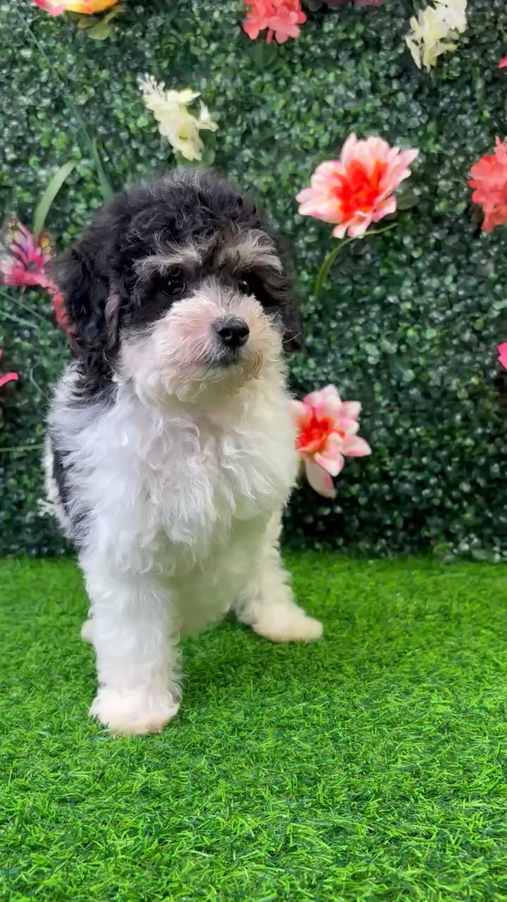 Male Maltipoo puppy named Oreo for sale at Puppy Dreams - Wichita West. video thumbnail