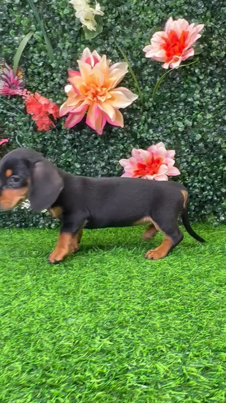 Female Dachshund puppy named Morgan for sale at Puppy Dreams - Wichita West. video thumbnail