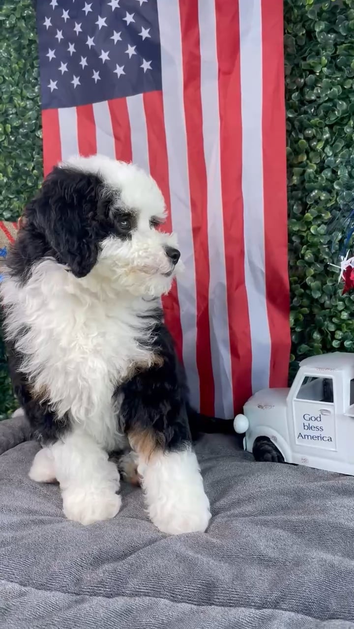 Female Bernedoodle puppy named Mrs Potato Head for sale at Puppy Dreams - West Little Rock. video thumbnail