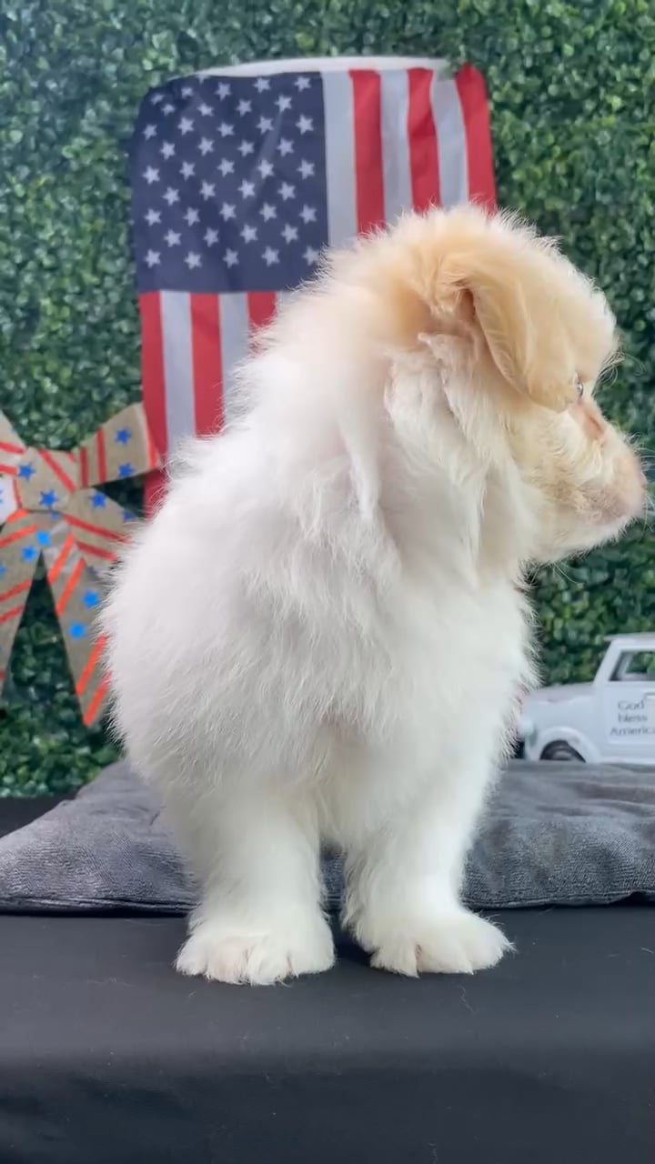 Male Pom-A-Poo puppy named Blaze for sale at Puppy Dreams - West Little Rock. video thumbnail
