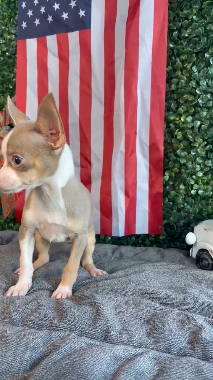 Female Chihuahua puppy named Lily Pad for sale at Puppy Dreams - West Little Rock. video thumbnail
