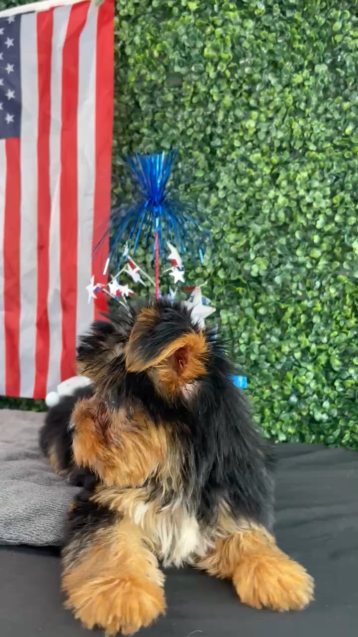 Male Yorkie puppy named Woody for sale at Puppy Dreams - West Little Rock. video thumbnail