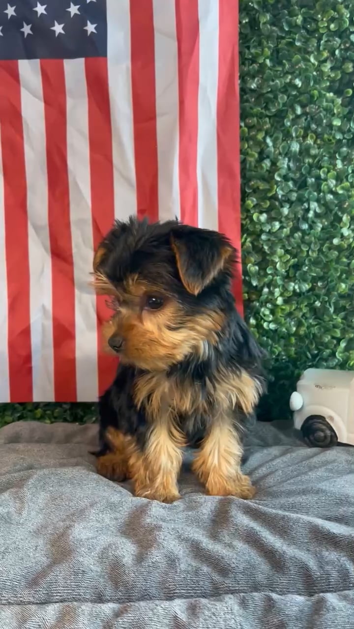 Male Yorkie puppy named Rex for sale at Puppy Dreams - West Little Rock. video thumbnail