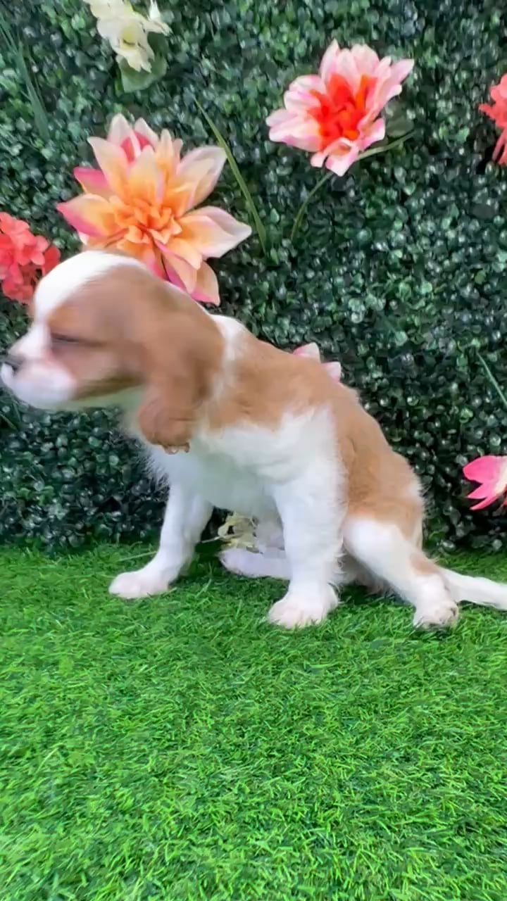 Male Cavalier King Charles Spaniel puppy for sale at Puppy Dreams - Wichita West. video thumbnail