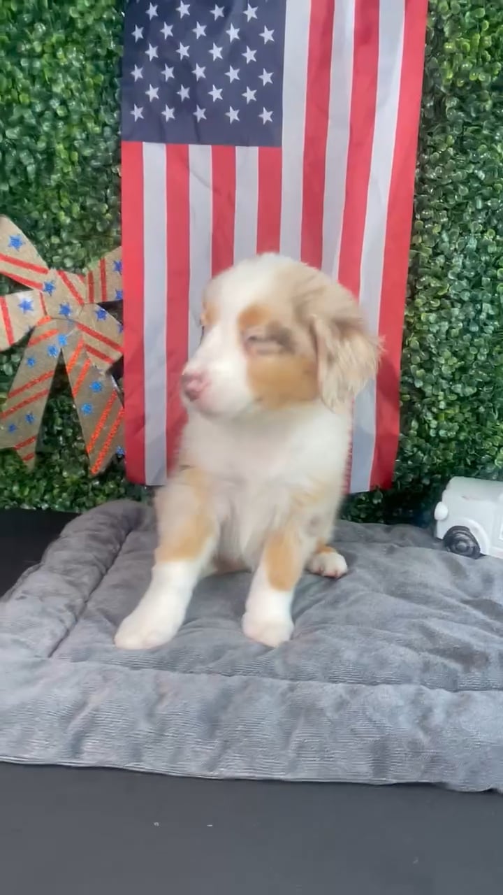 Female Mini Aussie puppy named Bo Peep for sale at Puppy Dreams - West Little Rock. video thumbnail