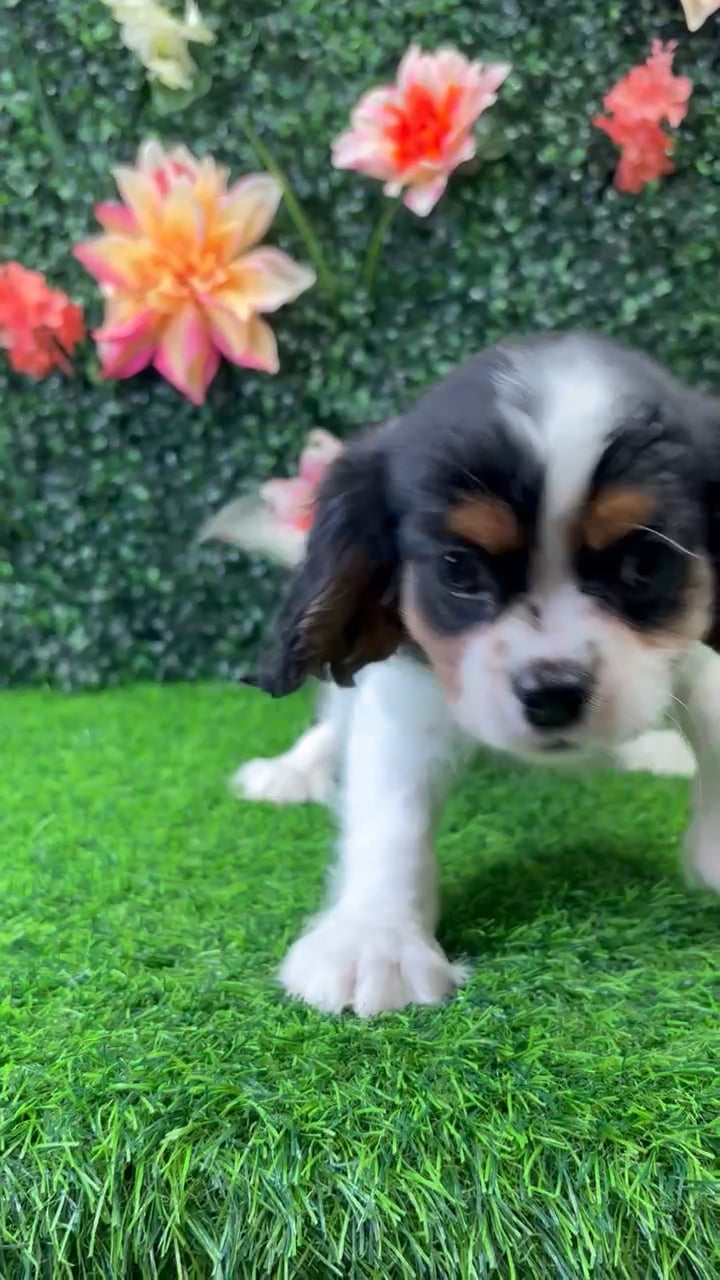 Female Cavalier King Charles Spaniel puppy named Elizabeth for sale at Puppy Dreams - Wichita West. video thumbnail