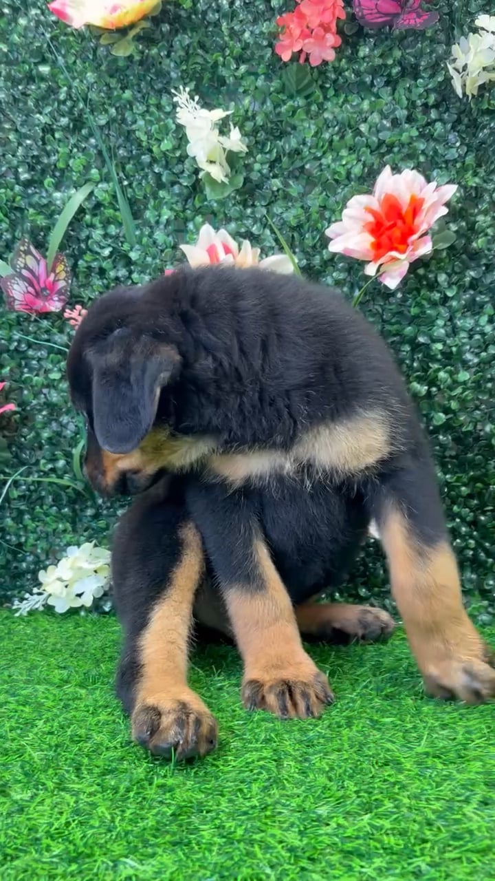 Male Rottweiler puppy named Chopper for sale at Puppy Dreams - Wichita West. video thumbnail