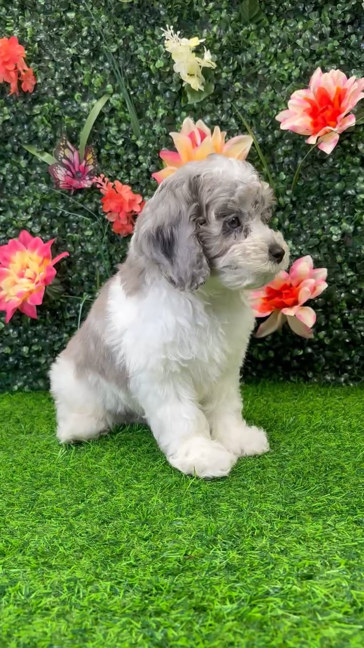 Male Cockapoo puppy named Ollie for sale at Puppy Dreams - Wichita West. video thumbnail